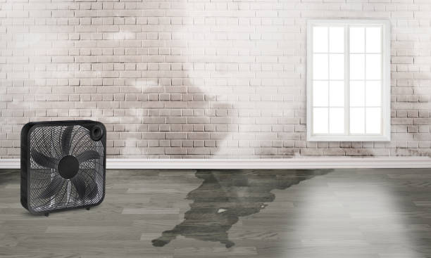 Best Local water damage restoration  in Forestville, MD